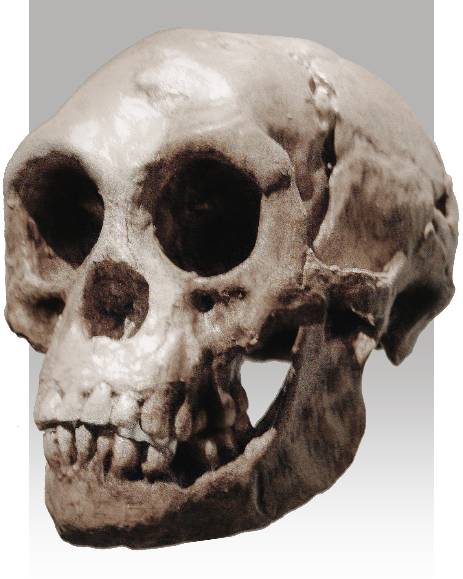 Homo floresiensis