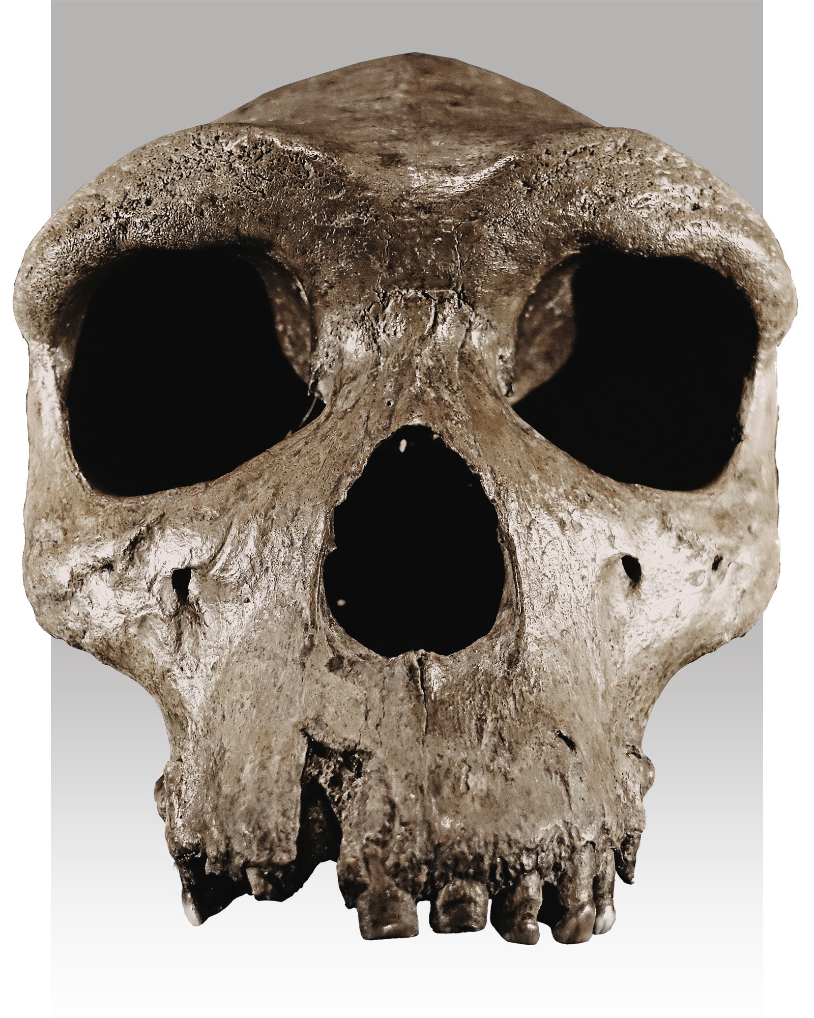 Homo heidelbergensis