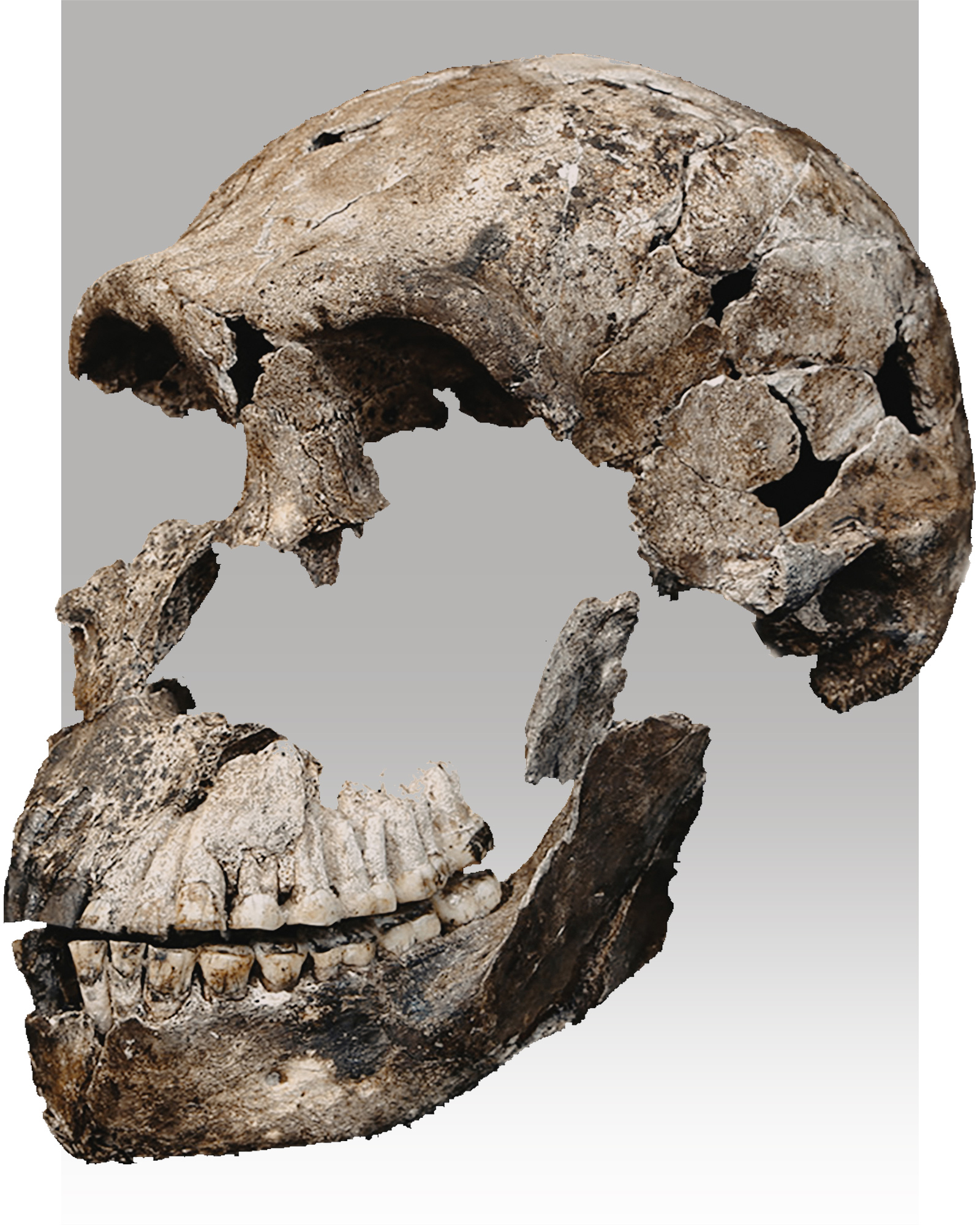 Homo naledi