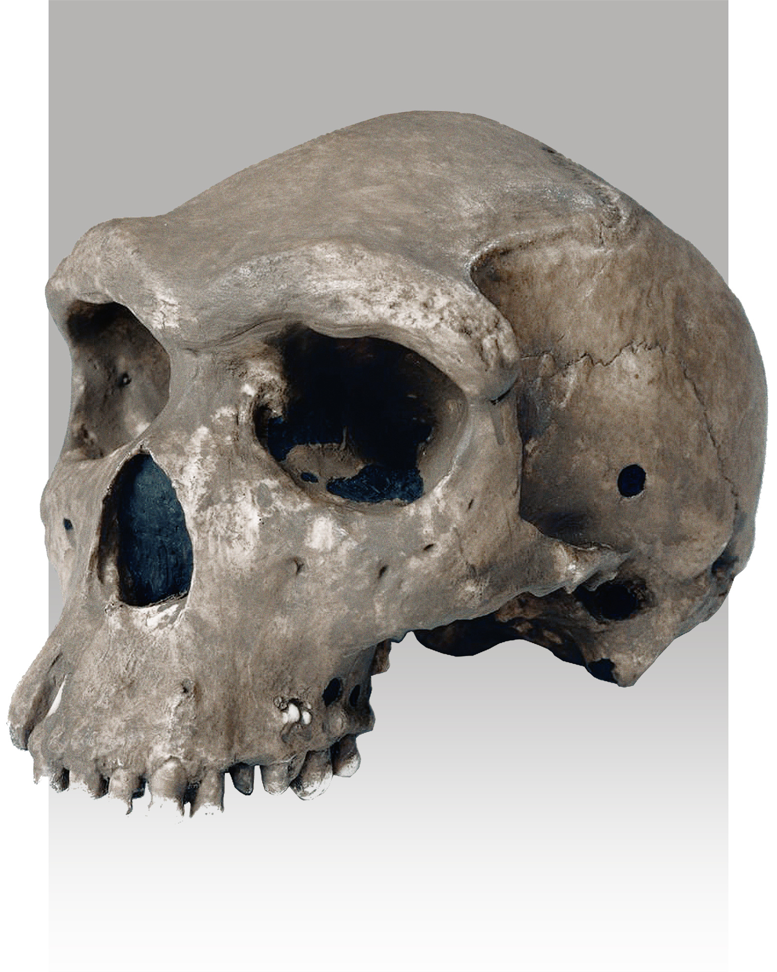 Homo rhodesiensis