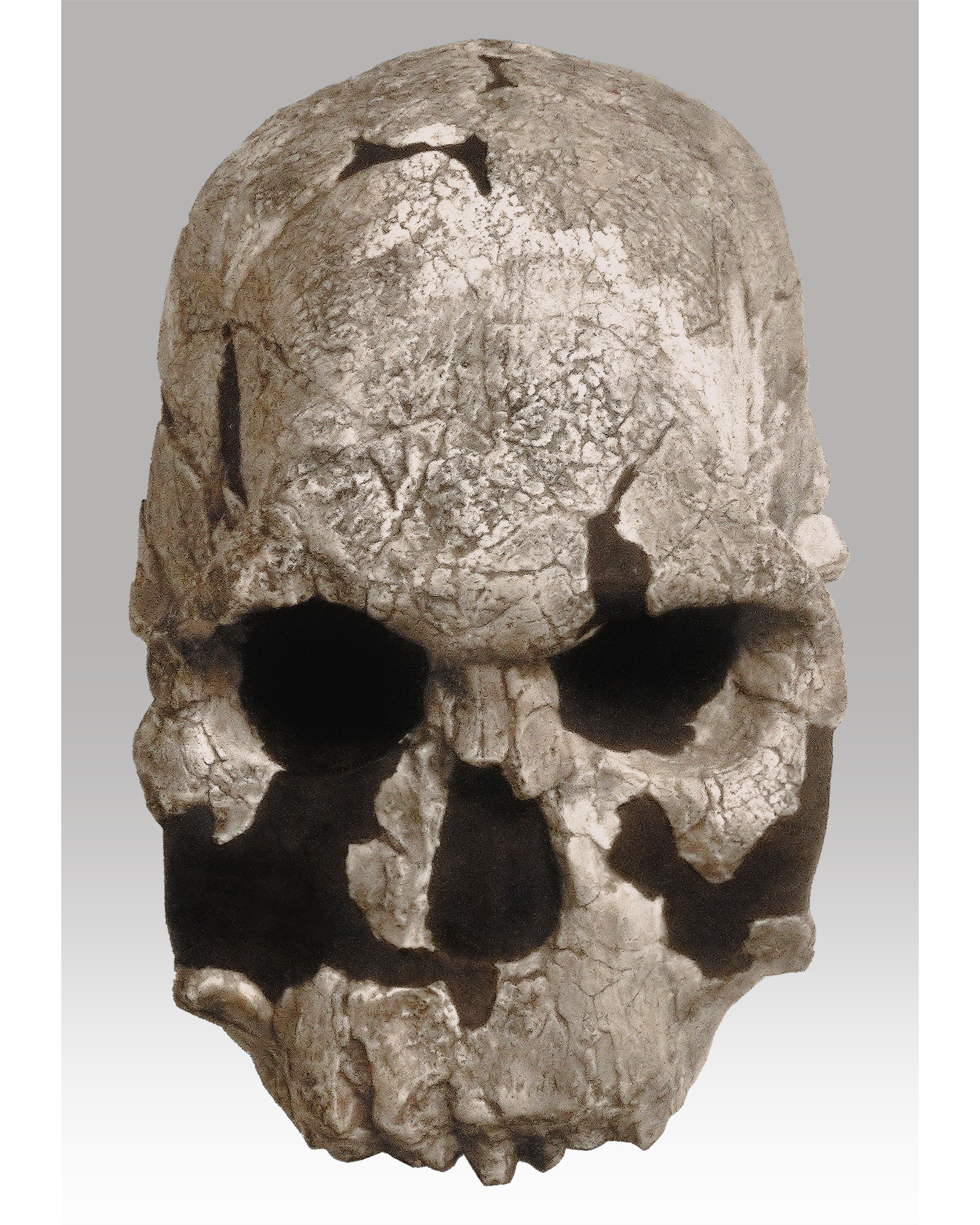 Homo rudolfensis