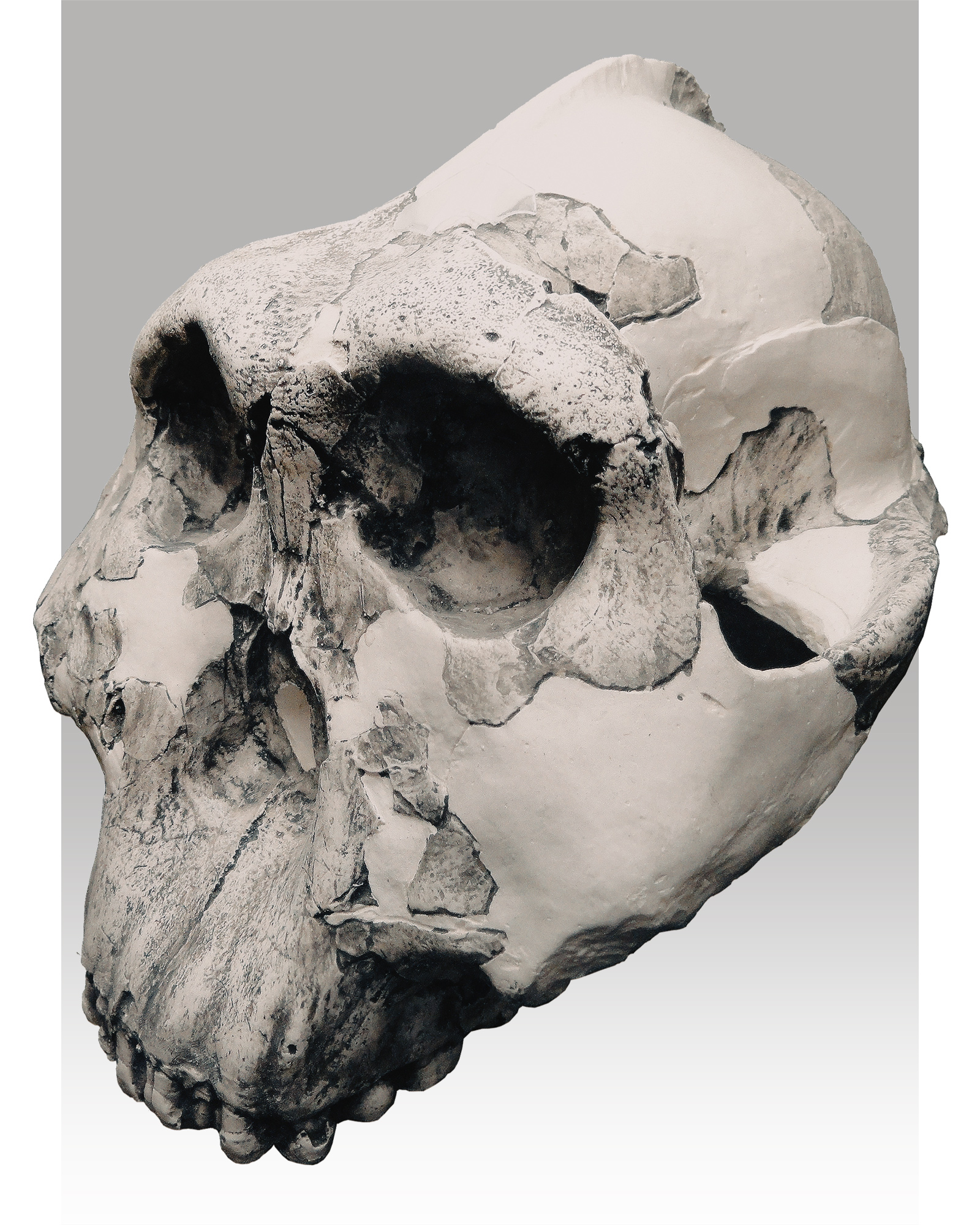 Paranthropus boisei