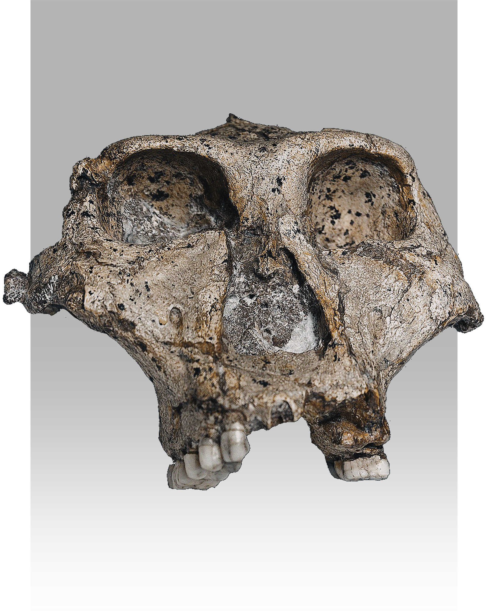 Paranthropus robustus