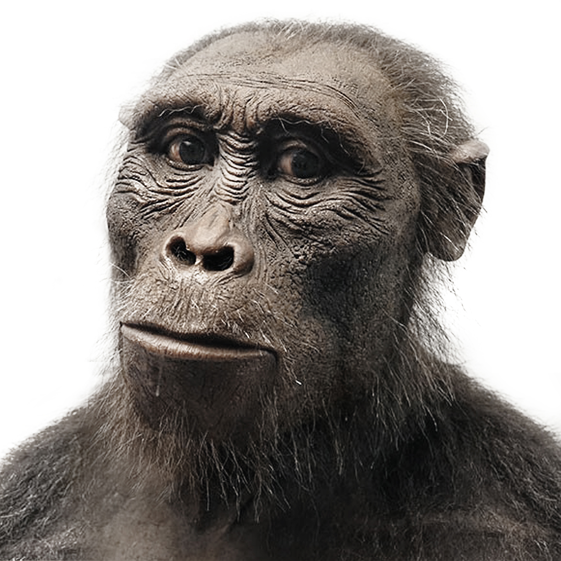 Reconstruction of Paranthropus aethiopicus