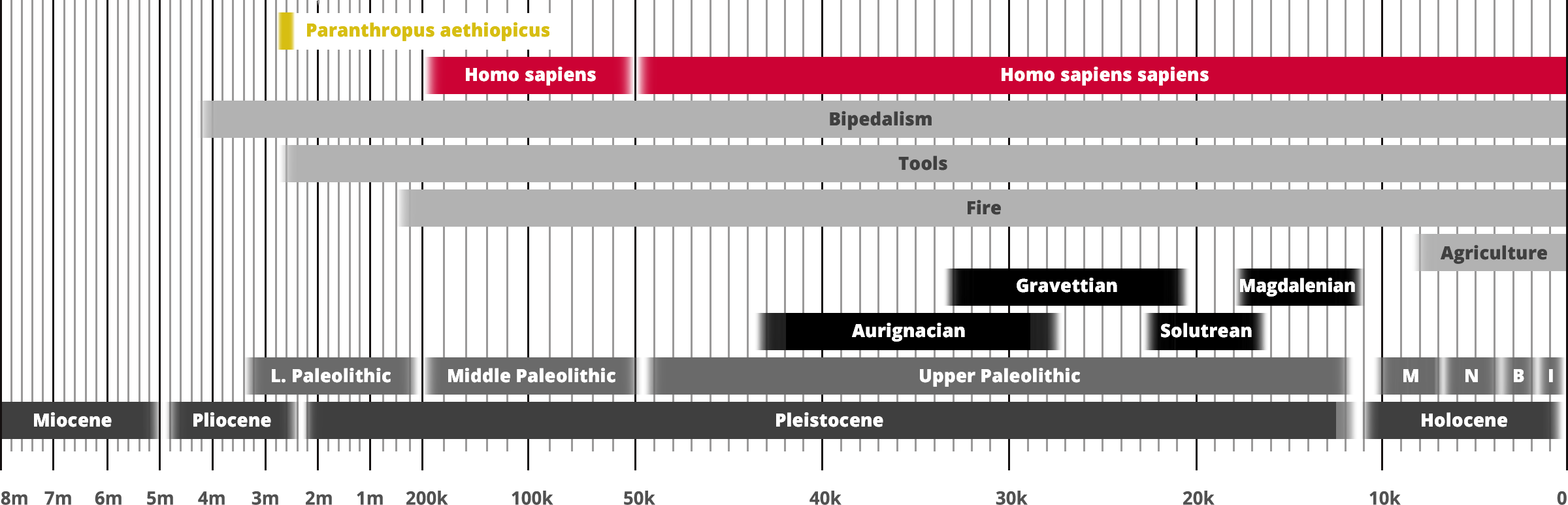 Paranthropus aethiopicus