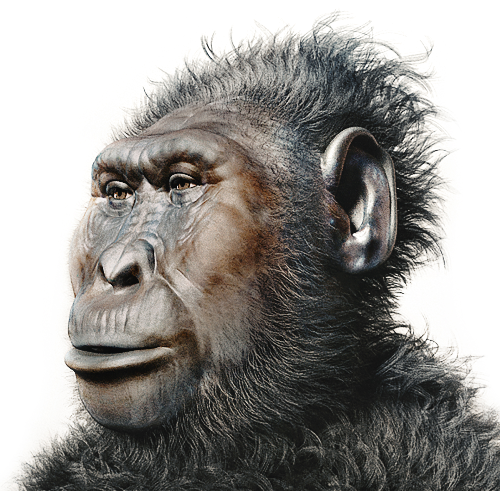 Reconstruction of Paranthropus boisei