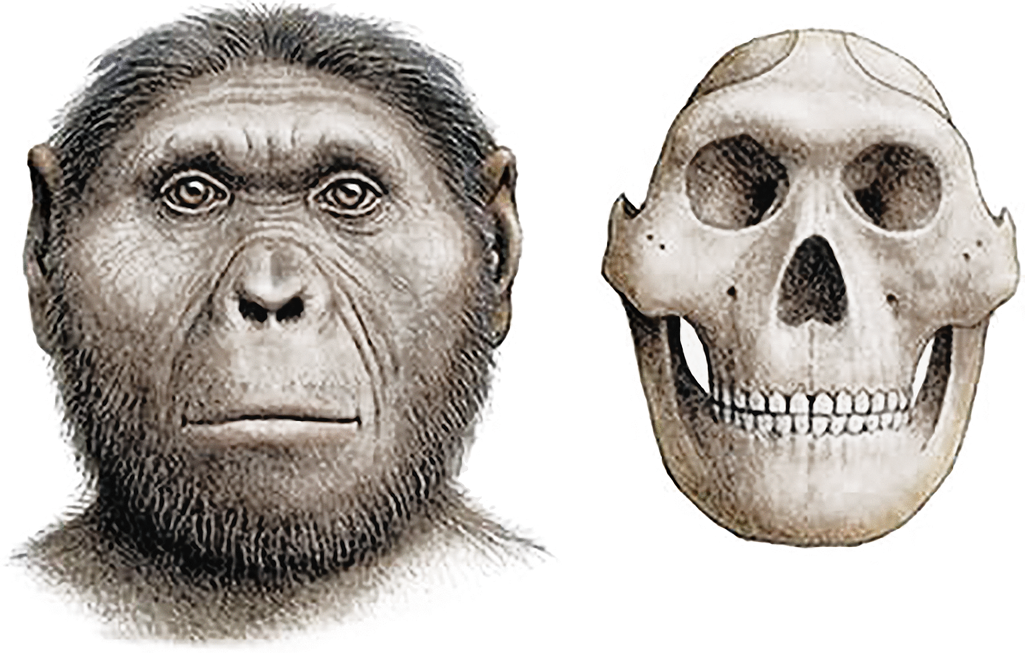 An artist's interpretation of Paranthropus robustus