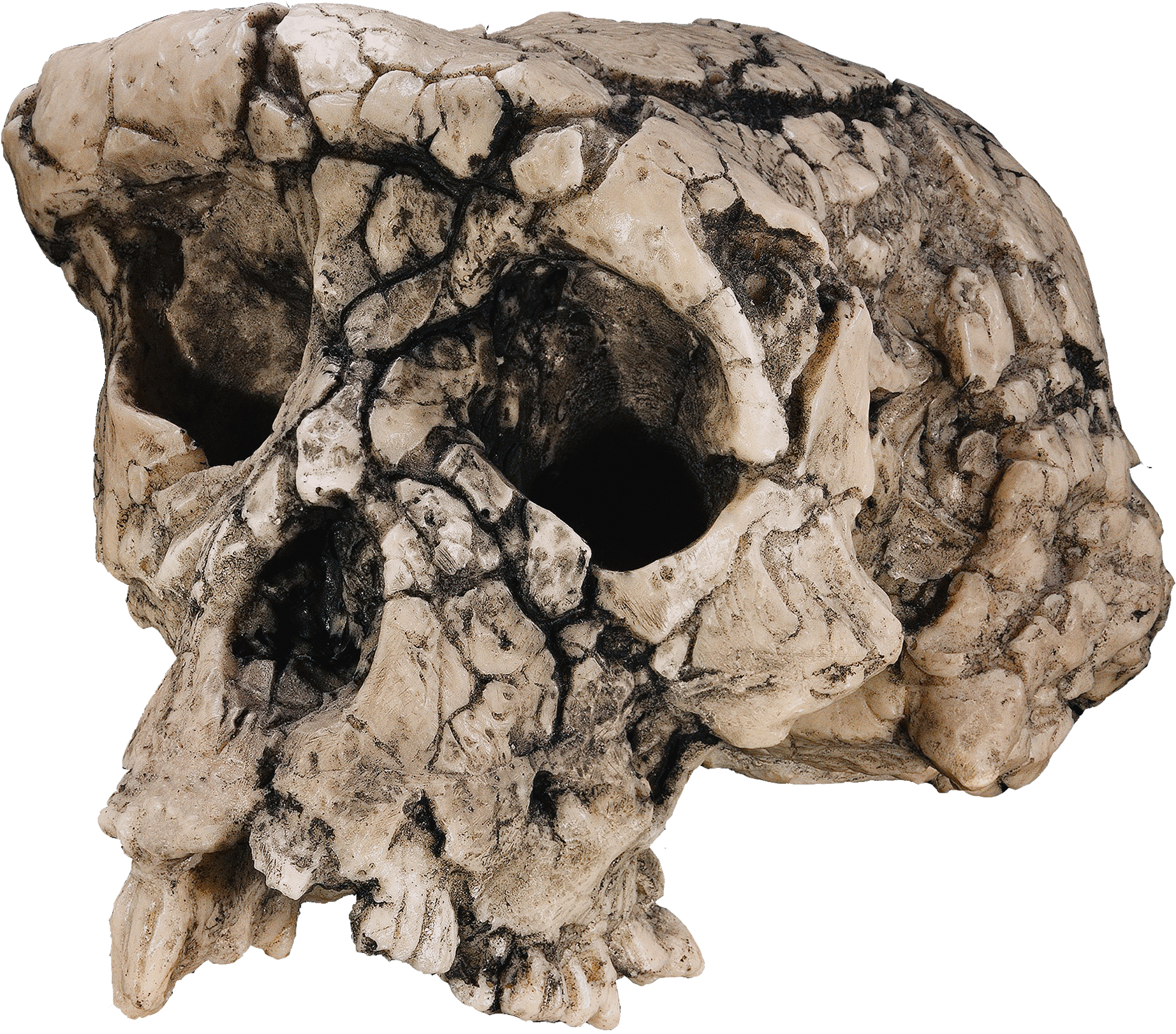 Sahelanthropus tchadensis