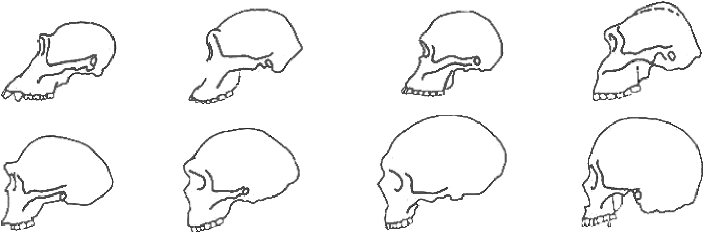 Diagram of Hominin Skulls