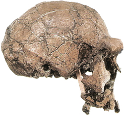 Homo habilis