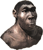 Turkana Boy - Homo ergaster