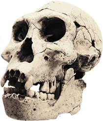 Homo erectus georgicus