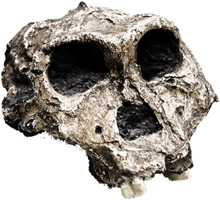 Paranthropus boisei