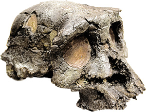 Sahelanthropus tchadensis