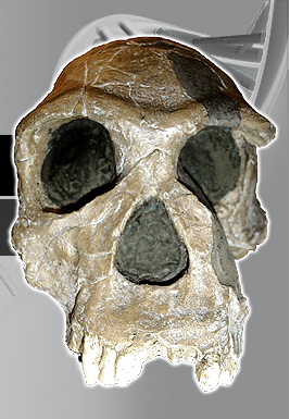 Homo habilis