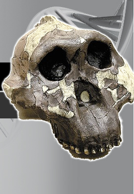 Paranthropus boisei