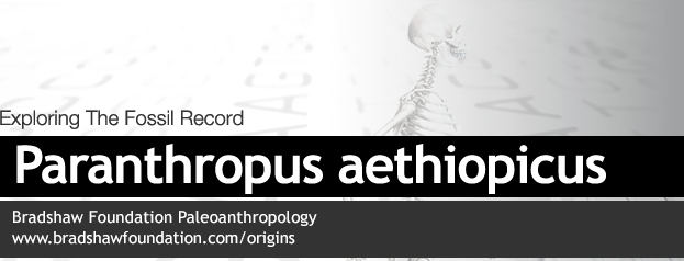 Paranthropus aethiopicus