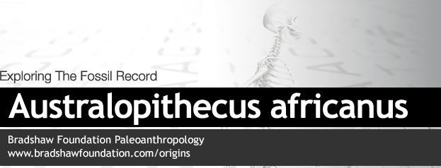 Australopithecus africanus