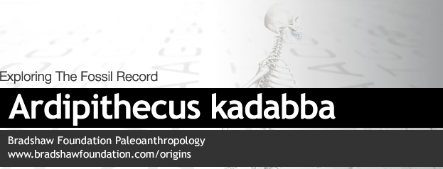 Ardipithecus kadabba