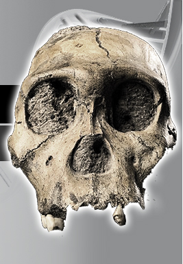 Australopithecus sediba