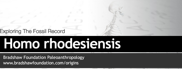 Homo rhodesiensis