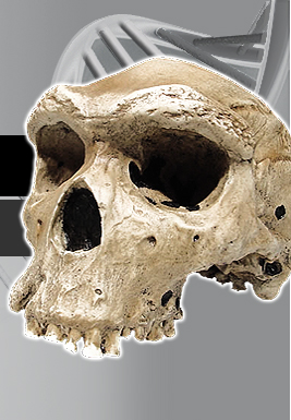 Homo heidelbergensis