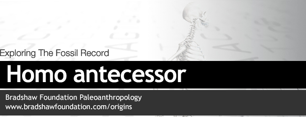 Homo antecessor