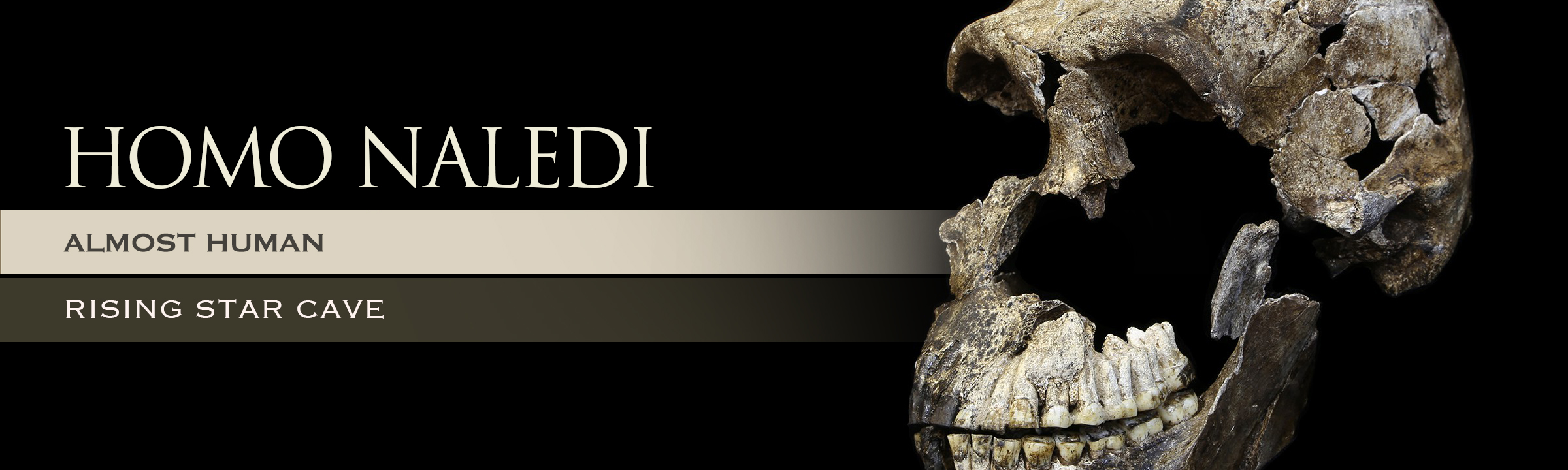 Homo naledi