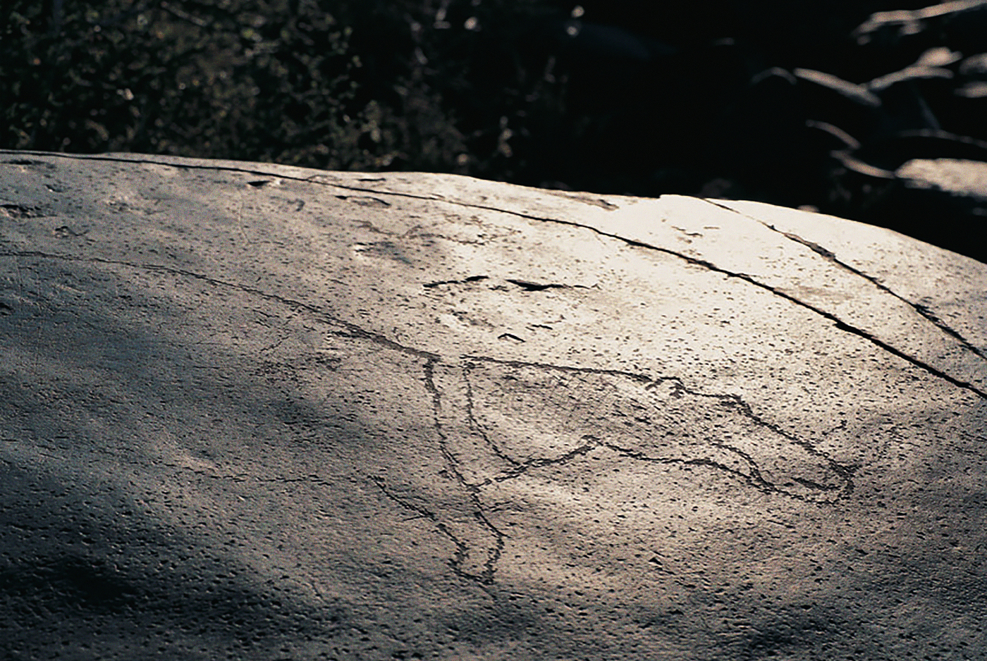 Outline engraving of a hippopotamus overlooking Olifantvlei